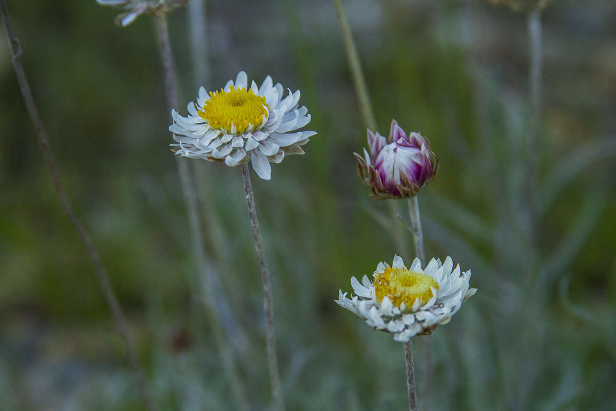 Image of Leucochrysum albicans subsp. tricolor (DC.) N. G. Walsh