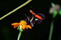 Image of Crimson Patched Longwing