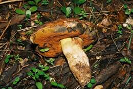 Image of wolf bolete