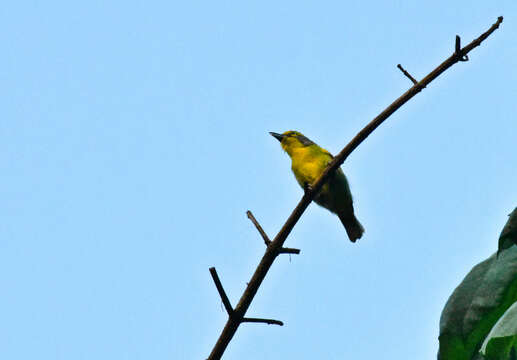 Vireolanius leucotis (Swainson 1838)的圖片