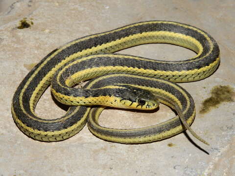 Image of Thamnophis elegans hueyi Van Denburgh & Slevin 1923