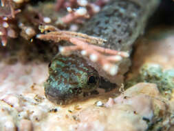 Image of Striped clingfish