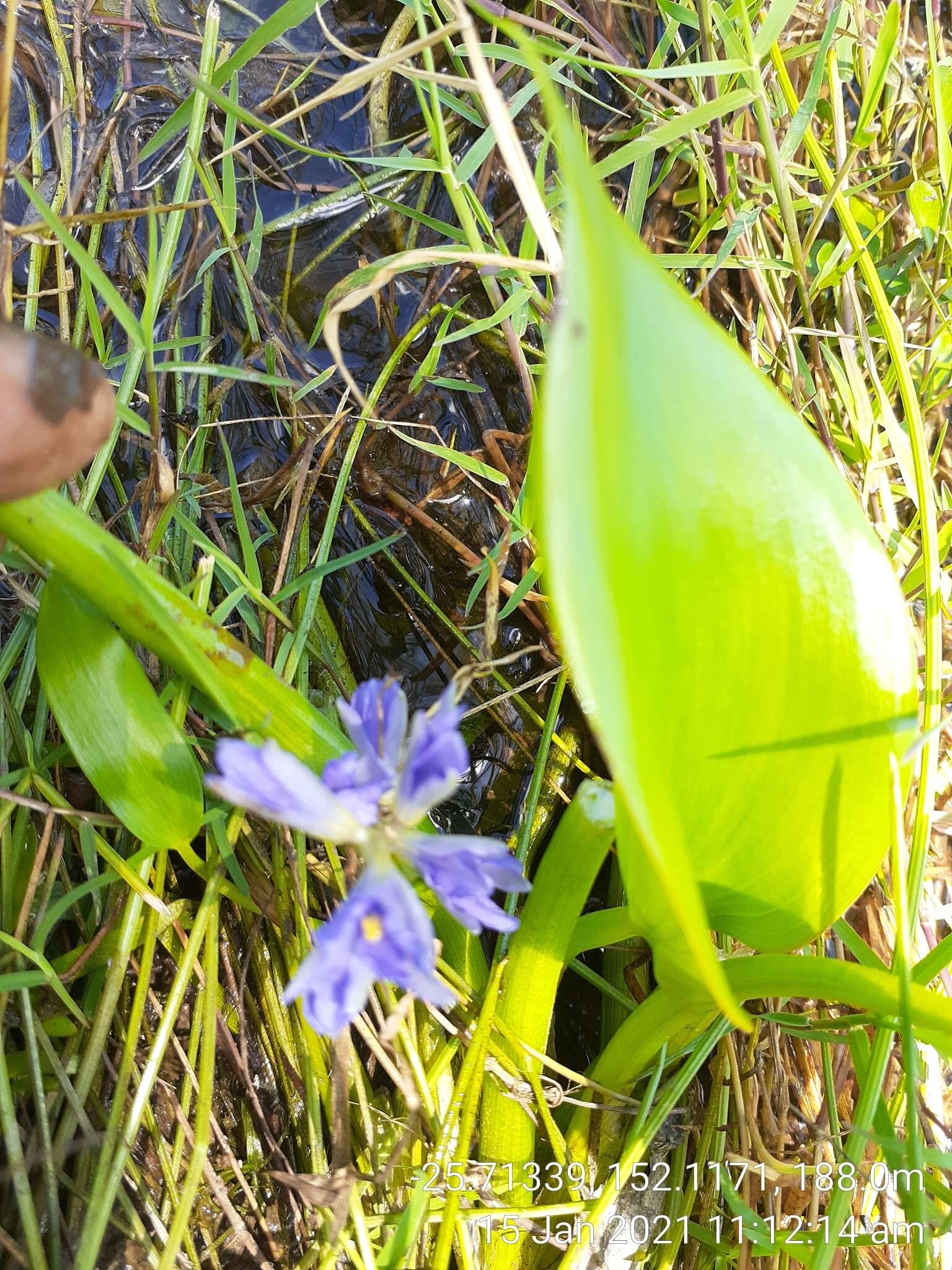 Image of <i>Pontederia cyanea</i>