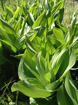 Image of California false hellebore