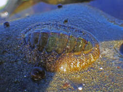 Image of Woody Chiton