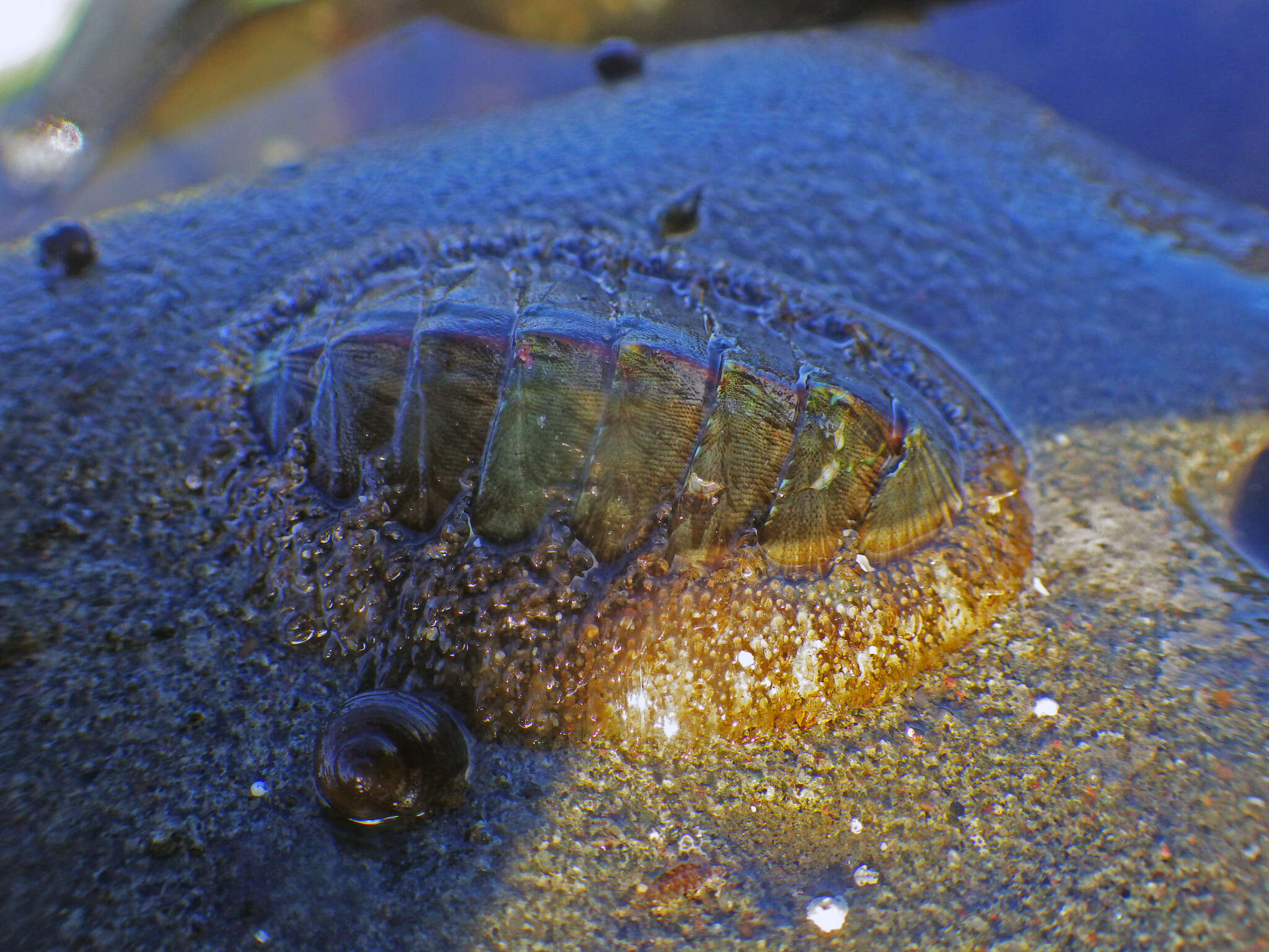 Imagem de Mopalia lignosa (Gould 1846)