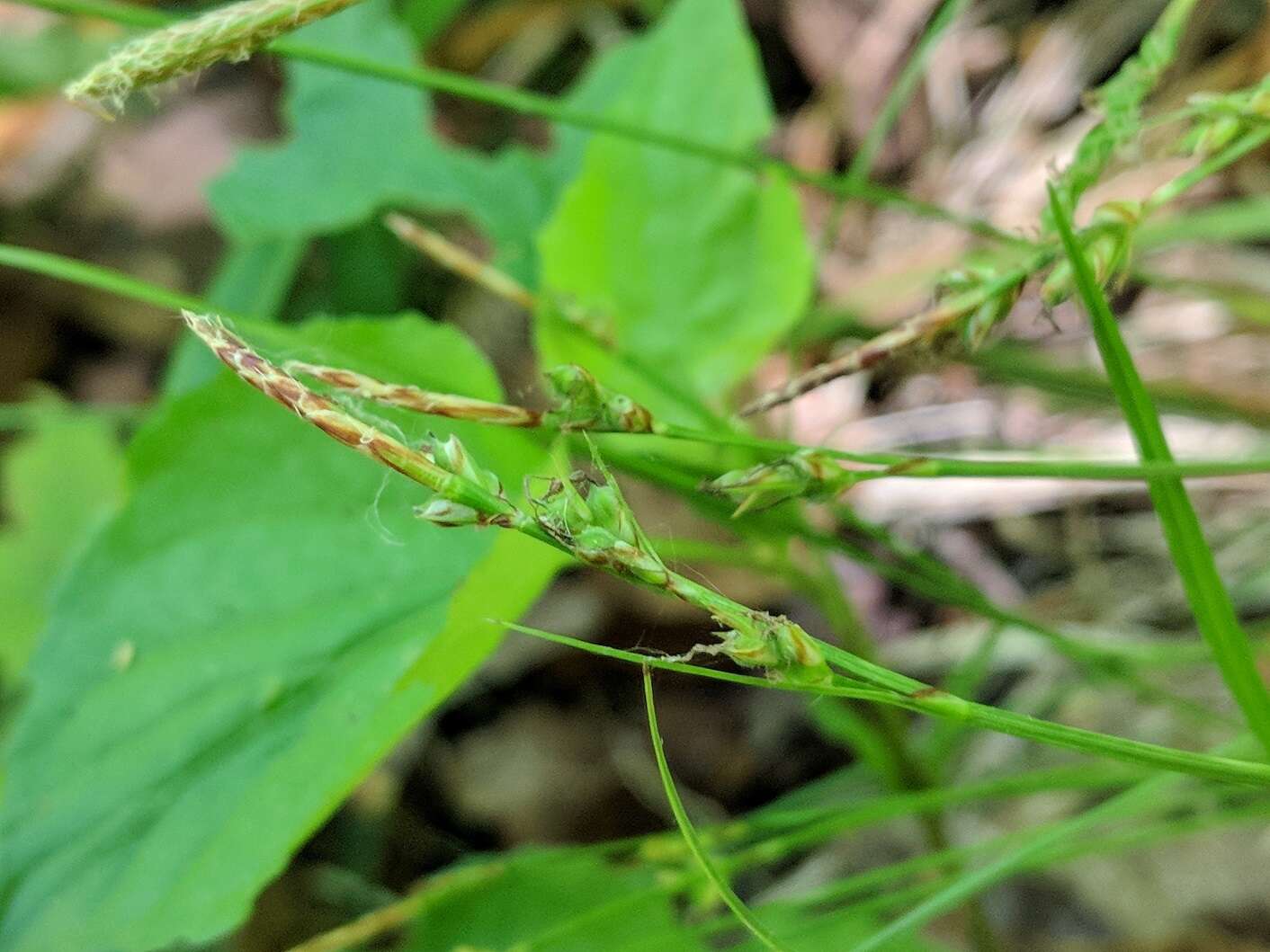 Image of fibrousroot sedge