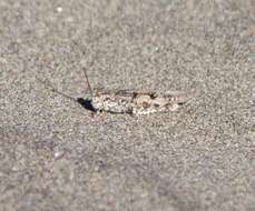 Image of Seaside Grasshopper