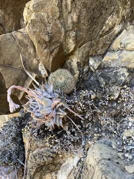 Image of Echeveria cuspidata Rose ex Britton & Rose