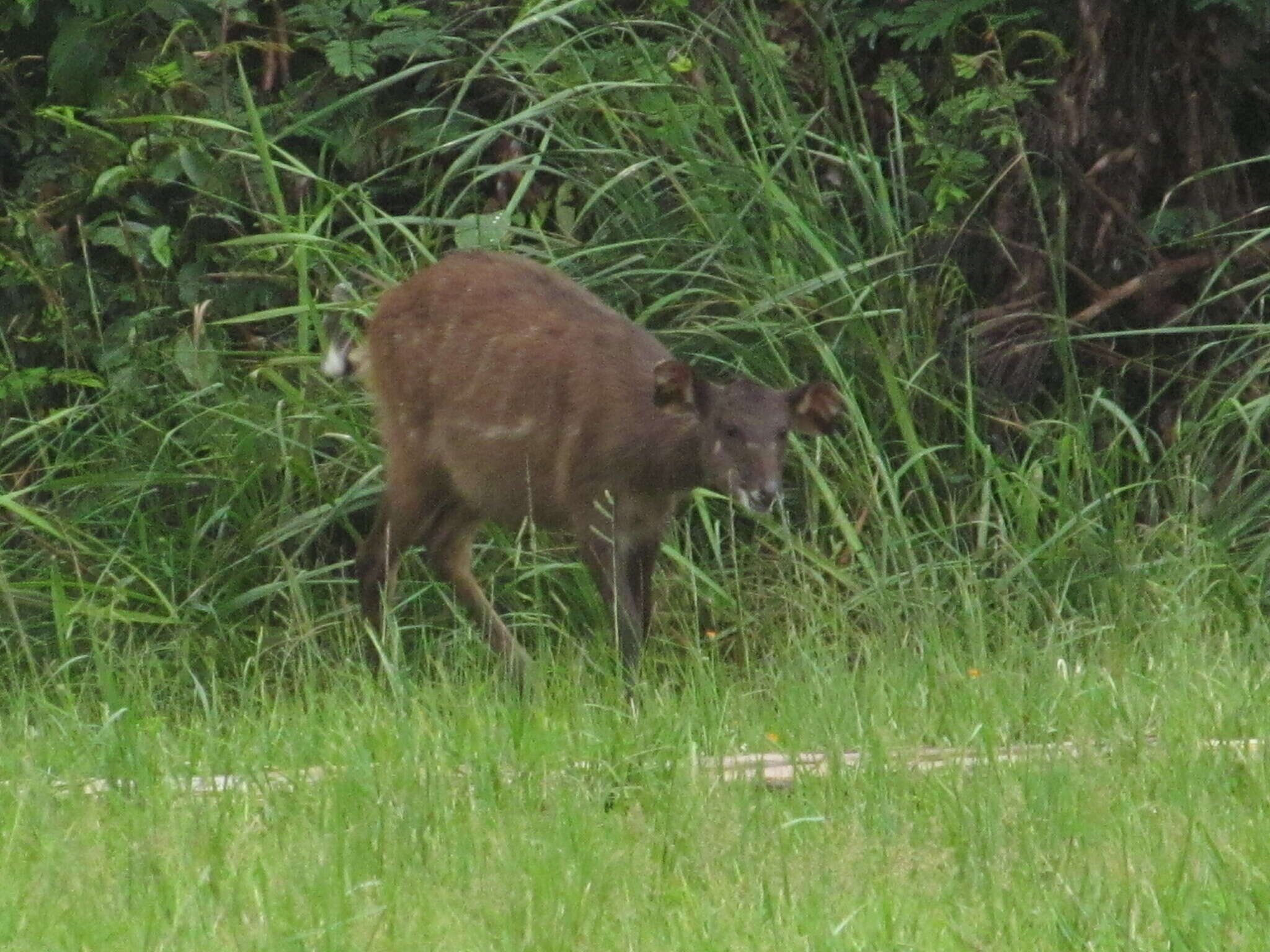 Image of Sitatunga