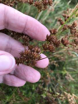 Image of Juncus capensis Thunb.