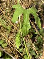 صورة Echinopepon wrightii (Gray) S. Wats.