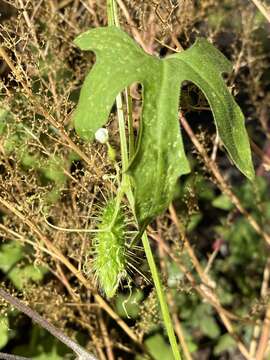 Image of Wild Balsam-Apple