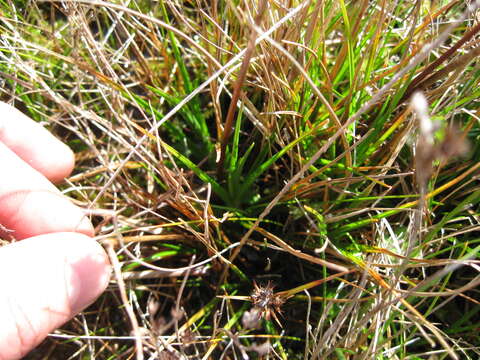 Image of Juncus caespiticius E. Mey.