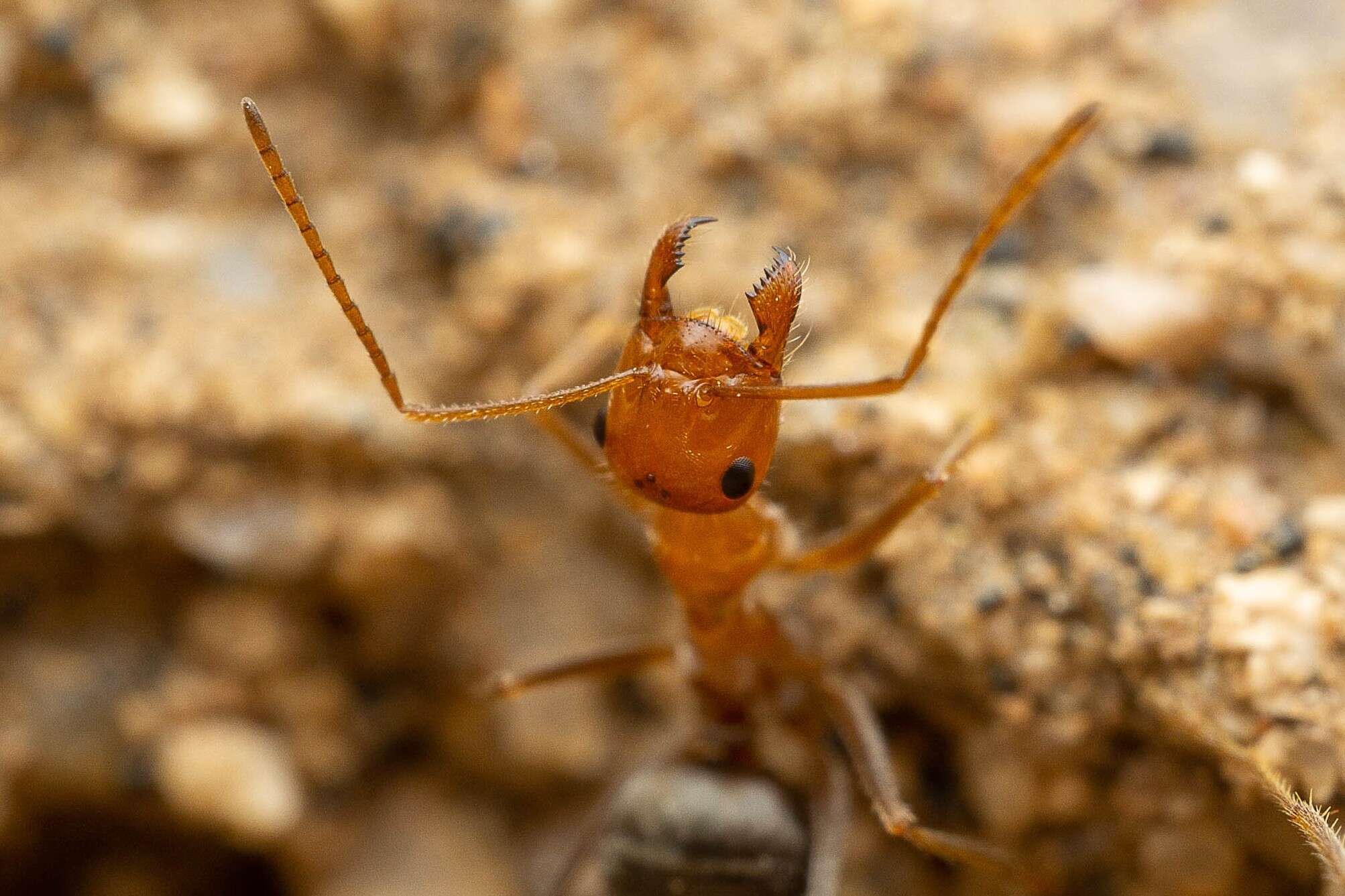 Image of Myrmecocystus semirufus Emery 1893