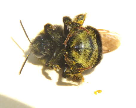 Слика од Bombus occidentalis Greene 1858