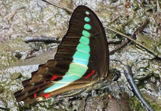 Imagem de Graphium sarpedon (Linnaeus 1758)