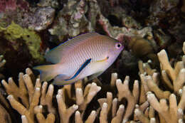 Image of Ambon damsel