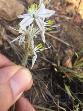 Image of Chlorophytum transvaalense (Baker) Kativu