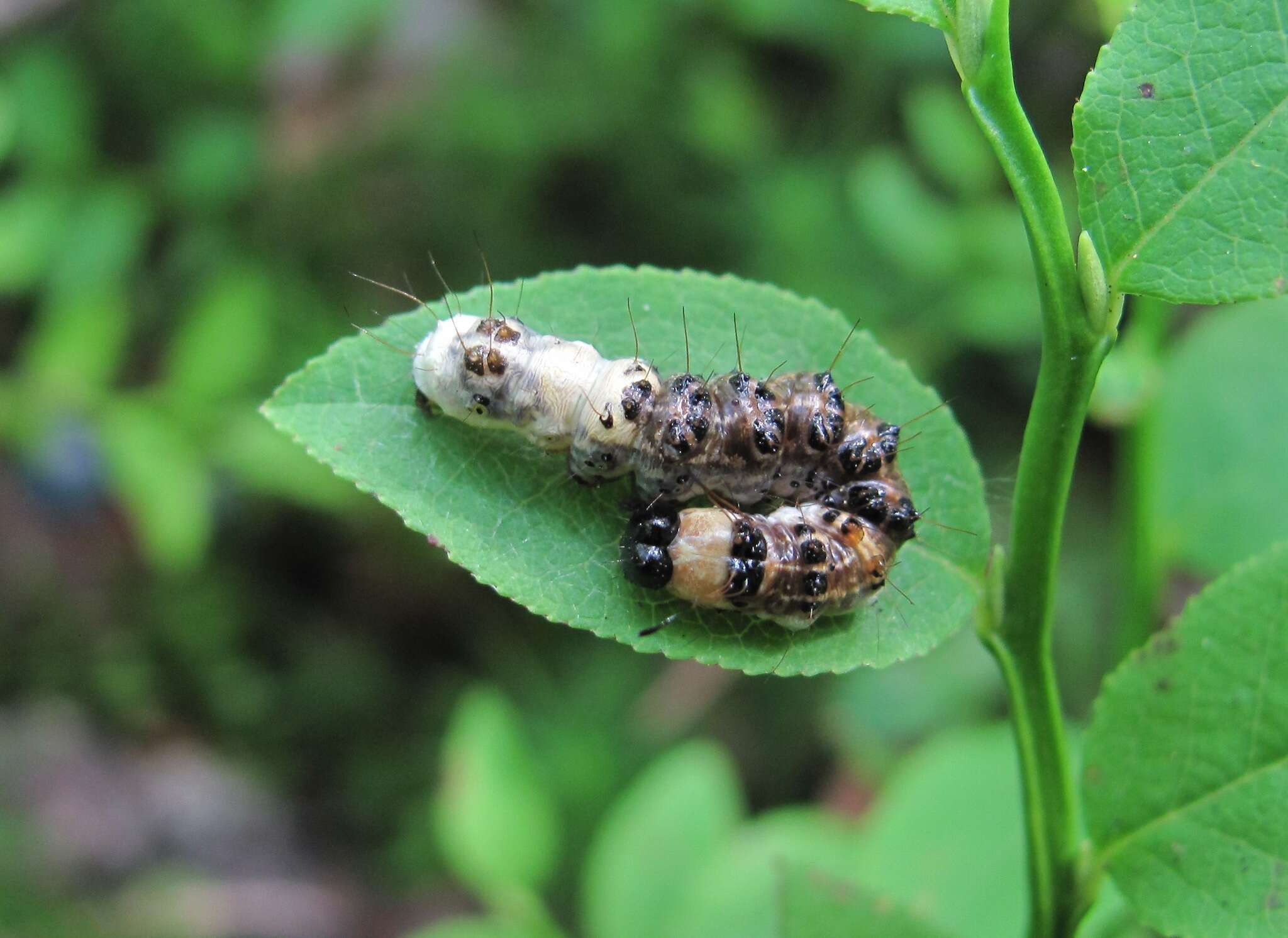 Acronicta alni Linnaeus 1767 resmi