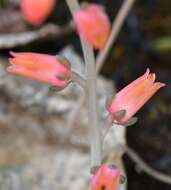 Image of Echeveria goldmanii Rose