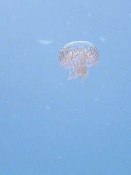 Image of Purplestriped jellyfishes