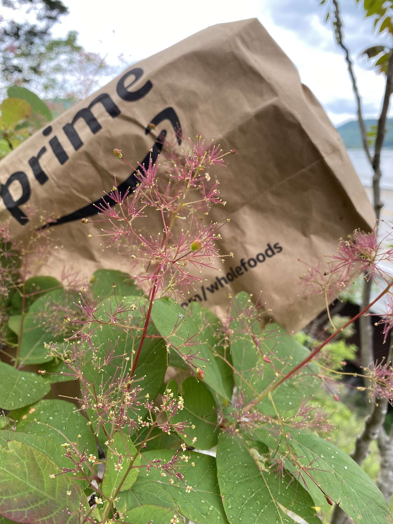 Imagem de Cotinus obovatus Raf.