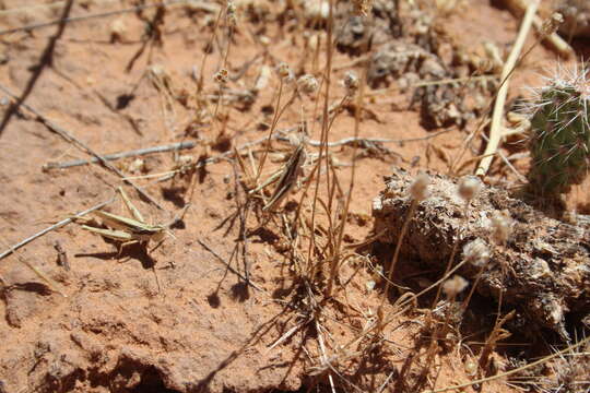 Cordillacris occipitalis (Thomas & C. 1873)的圖片