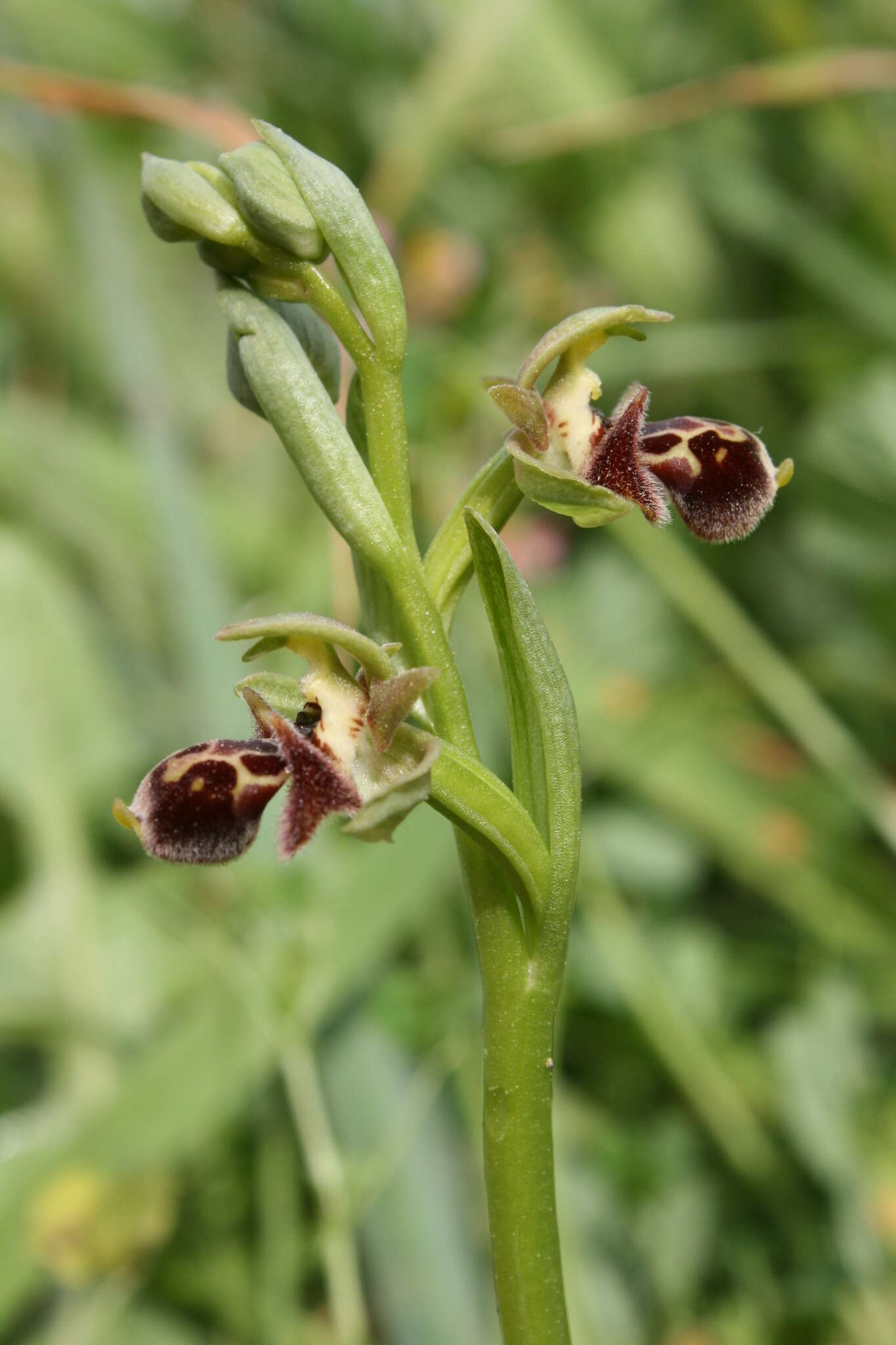 Image of Ophrys umbilicata Desf.