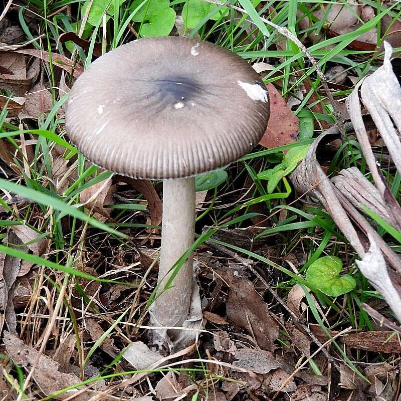 Image of Amanita cheelii P. M. Kirk 2013