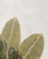 Image of Bush's fissidens moss
