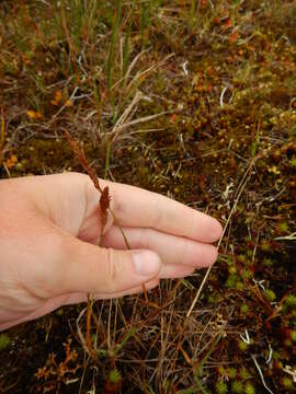 Sivun Calamagrostis holmii Lange kuva