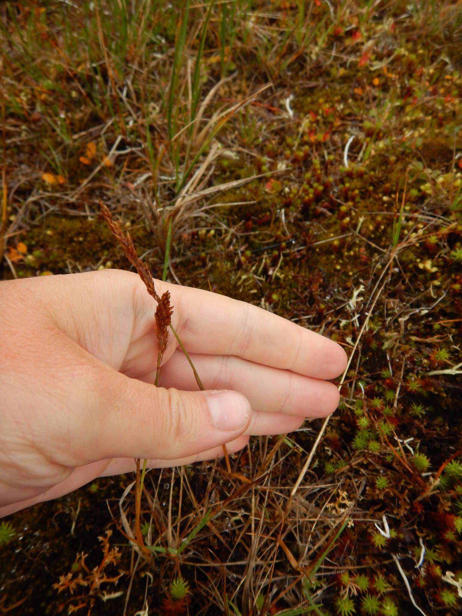 Image of Holm's reedgrass