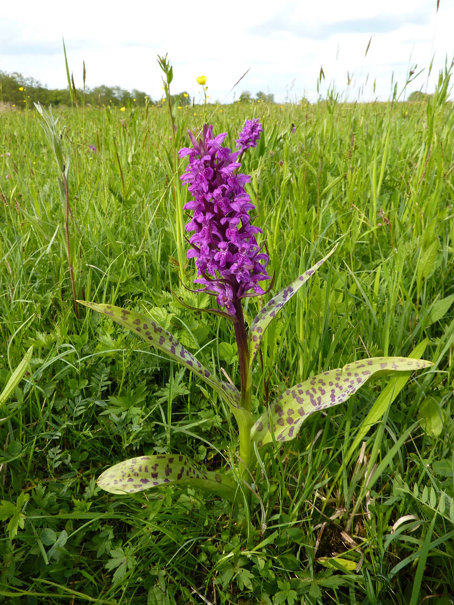 Image of Western Marsh-orchid