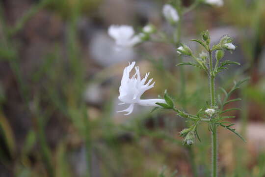 Imagem de Schizanthus candidus Lindl.