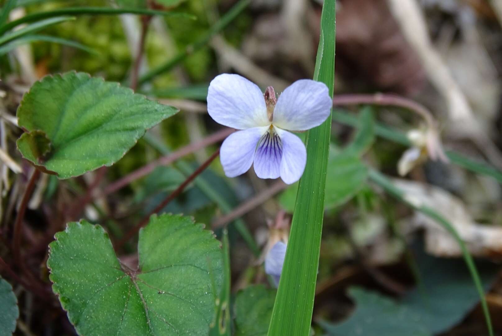 Image of Viola shinchikuensis Yamam.