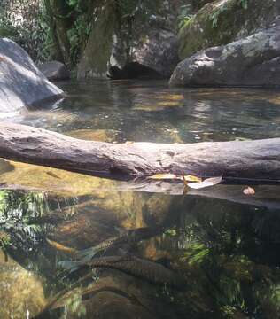 Image of Black Mahseer