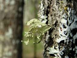 Image of cartilage lichen