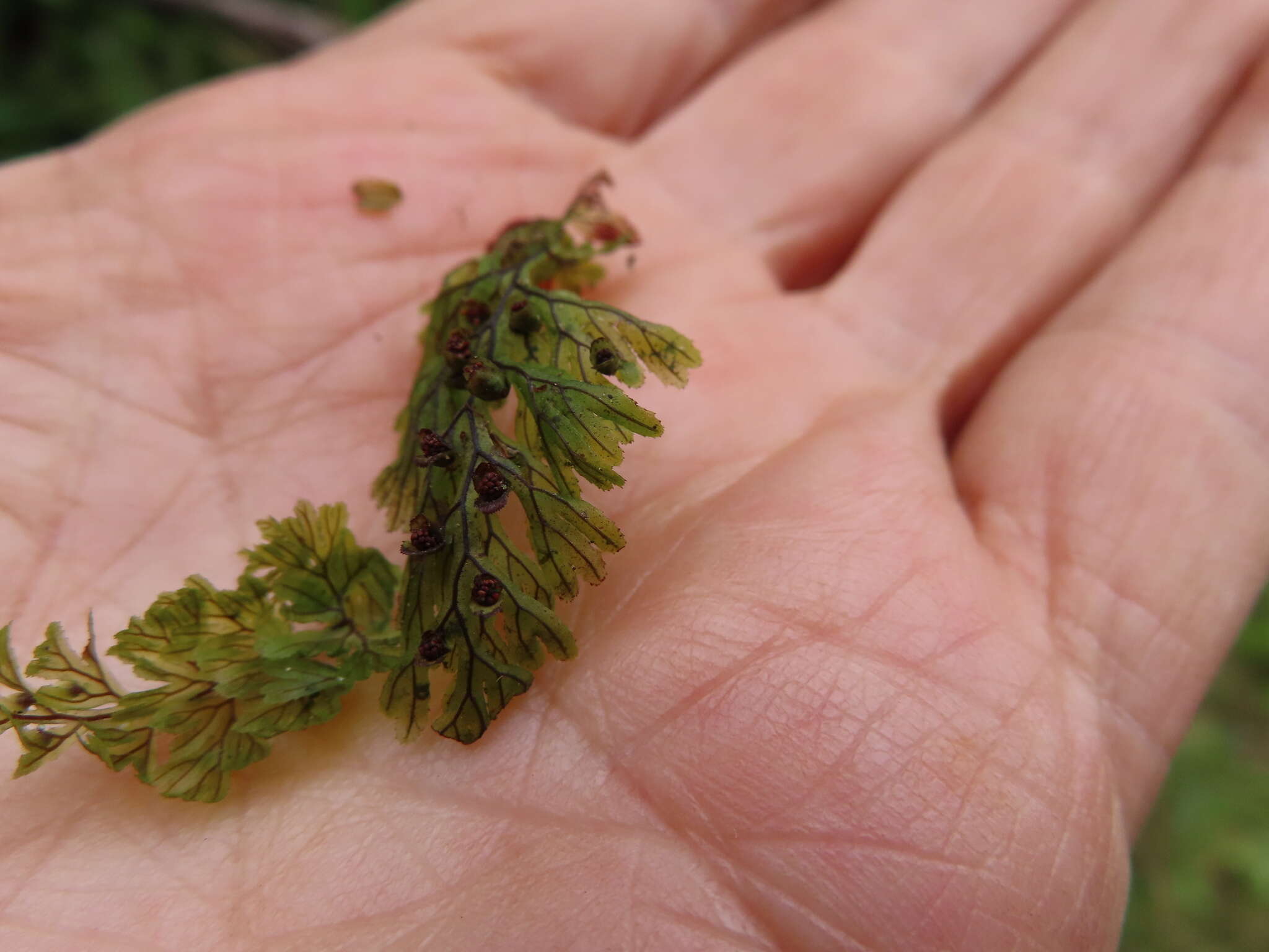 Plancia ëd Hymenophyllum tunbrigense (L.) Sm.