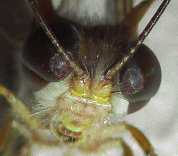 Image of Eremoides
