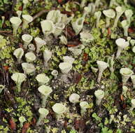 Image of cup lichen