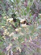 Image of Symphyopappus casarettoi B. L. Rob.