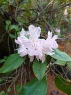 Plancia ëd Rhododendron minus Michx.