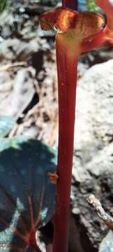 Image of Begonia tapatia Burt-Utley & McVaugh