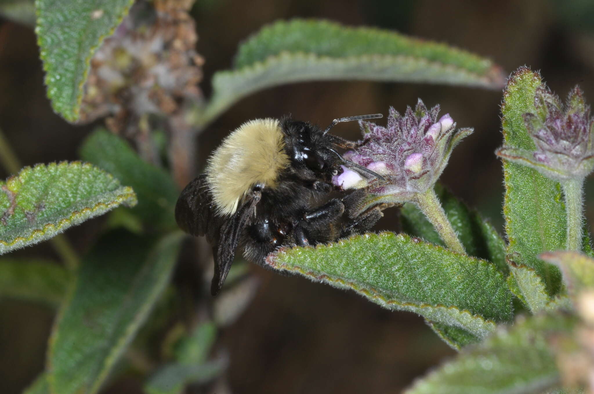 Imagem de Bombus bellicosus Smith 1879