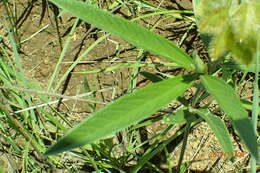 Image of Eriosema salignum E. Mey.