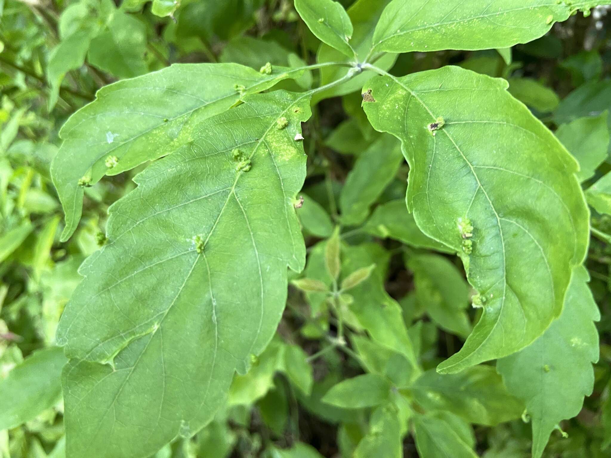 Image of Vitex quinata (Lour.) F. N. Williams