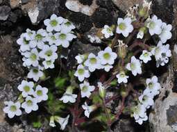 Plancia ëd Saxifraga latepetiolata Willk.