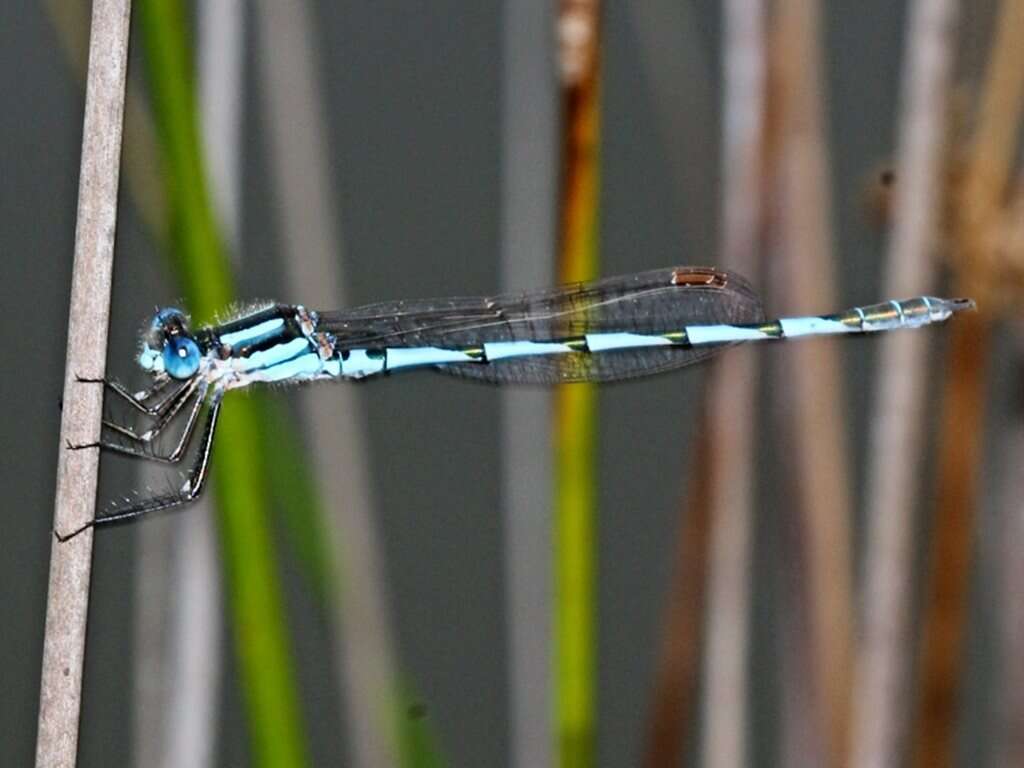 Image of Austrolestes annulosus (Selys 1862)