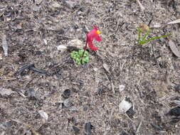 Image of Utricularia menziesii R. Br.